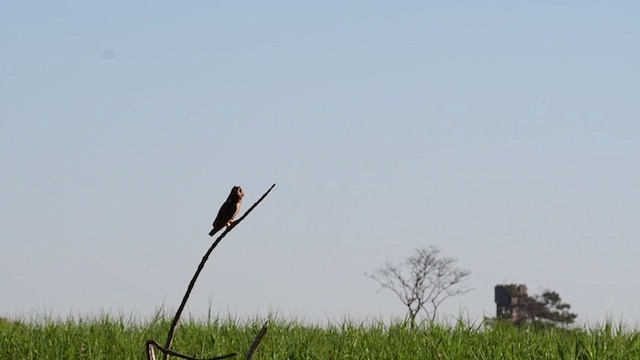 Short-eared Owl - ML346213521