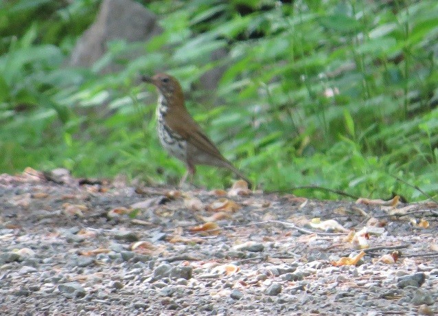 Wood Thrush - ML346214231