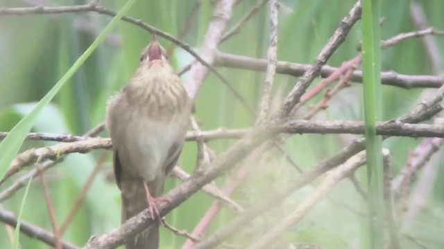 River Warbler - ML346215381