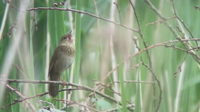 River Warbler - ML346215481