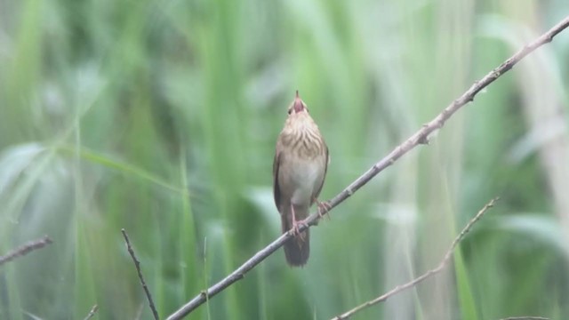 River Warbler - ML346215911