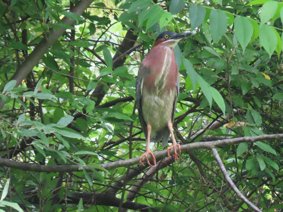 Green Heron - ML346216241