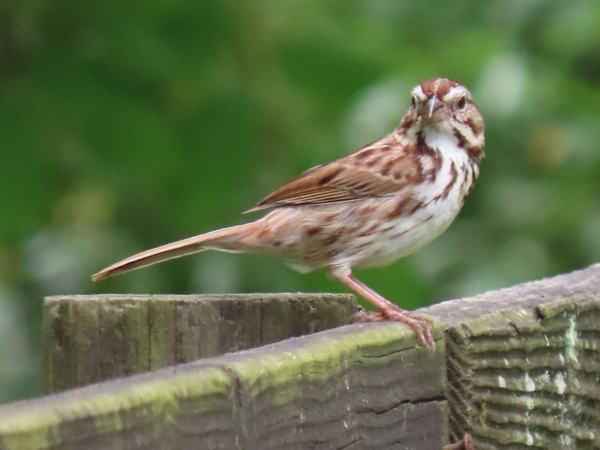 Song Sparrow - ML346216251