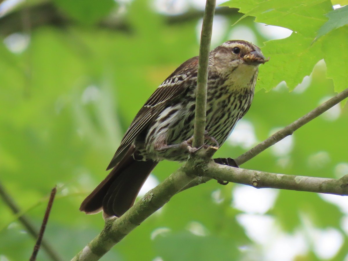 Red-winged Blackbird - ML346216311