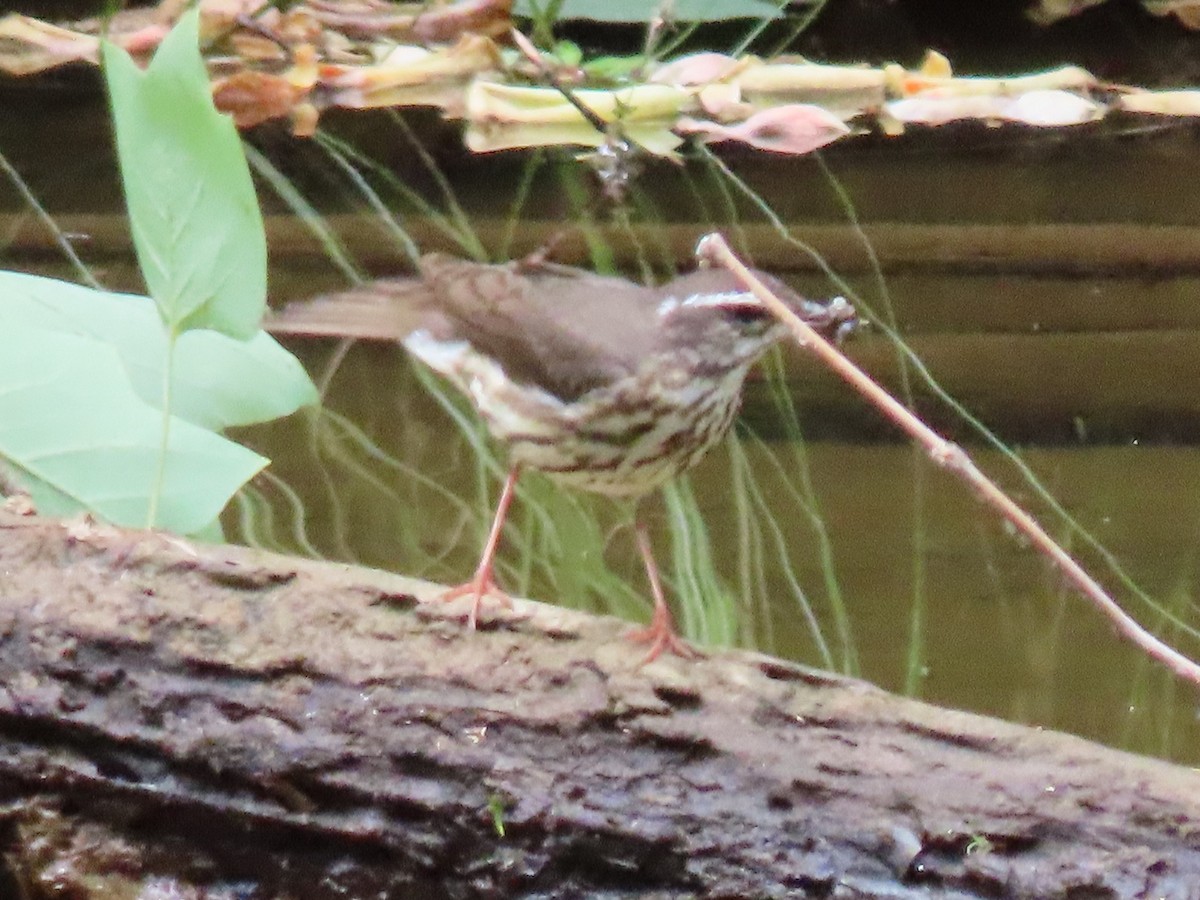 Louisiana Waterthrush - ML346216401