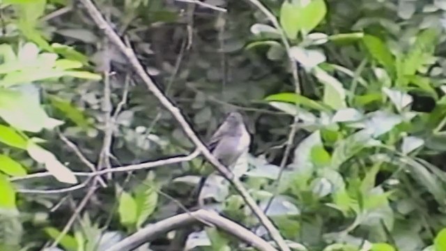 Cuban Pewee - ML346216481