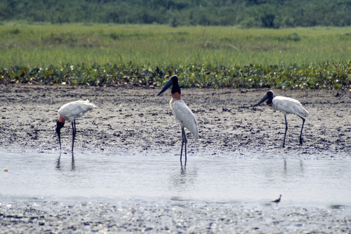 čáp jabiru - ML346218091