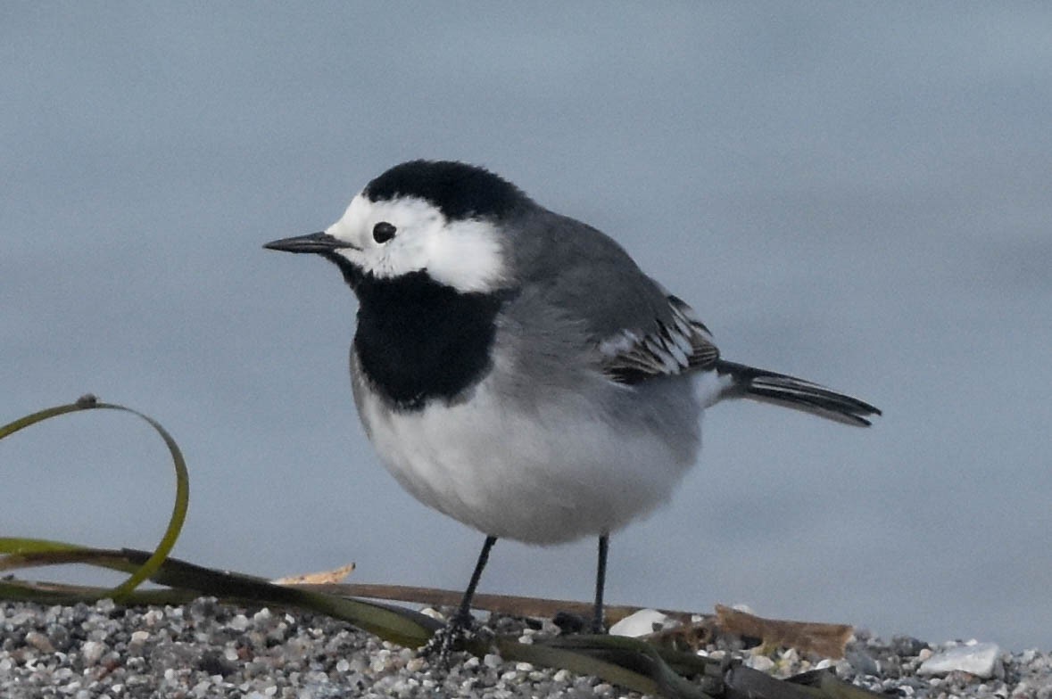 White Wagtail - ML346218131