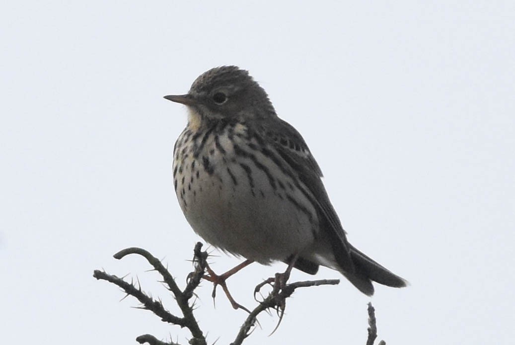 Meadow Pipit - ML346218261