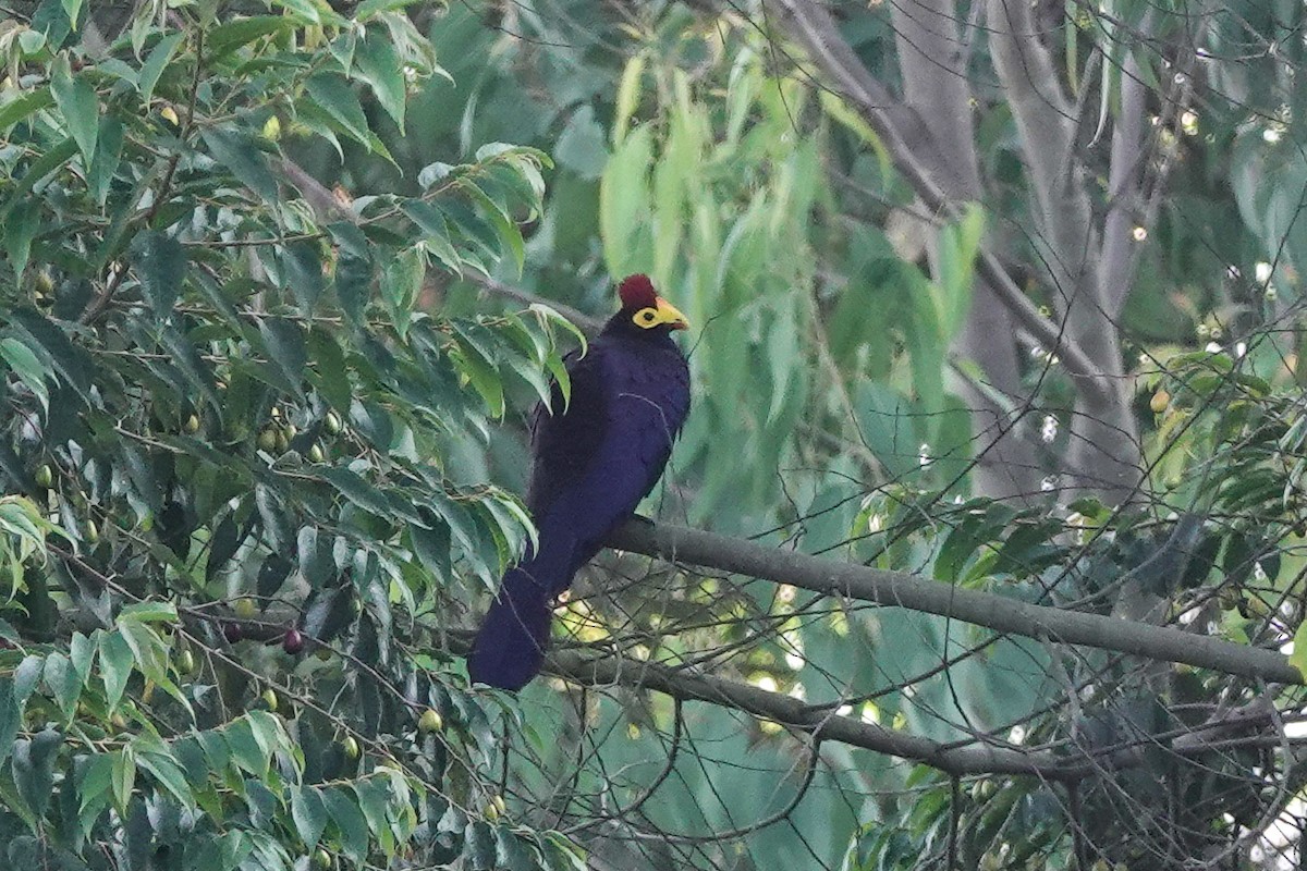 Ross's Turaco - ML346218871