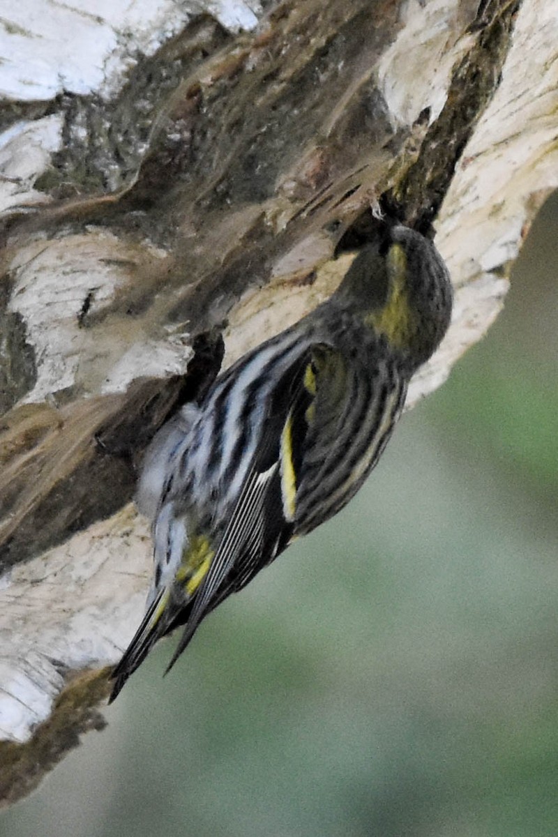 Eurasian Siskin - ML346219041