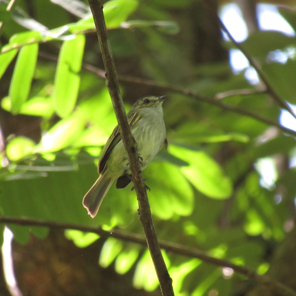 Mistletoe Tyrannulet - ML346219051