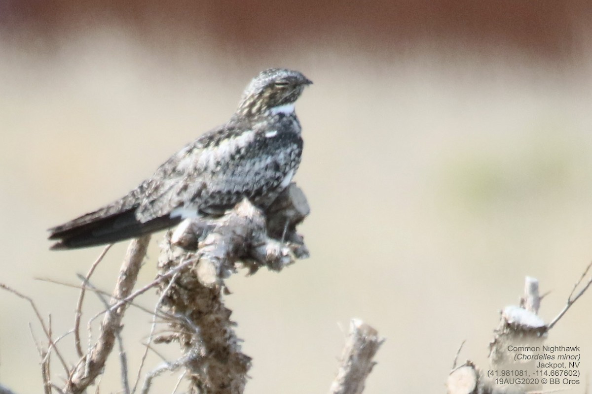 Common Nighthawk - ML346219151