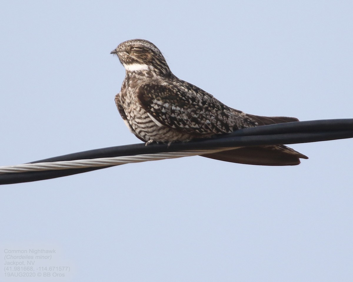 Common Nighthawk - ML346219161