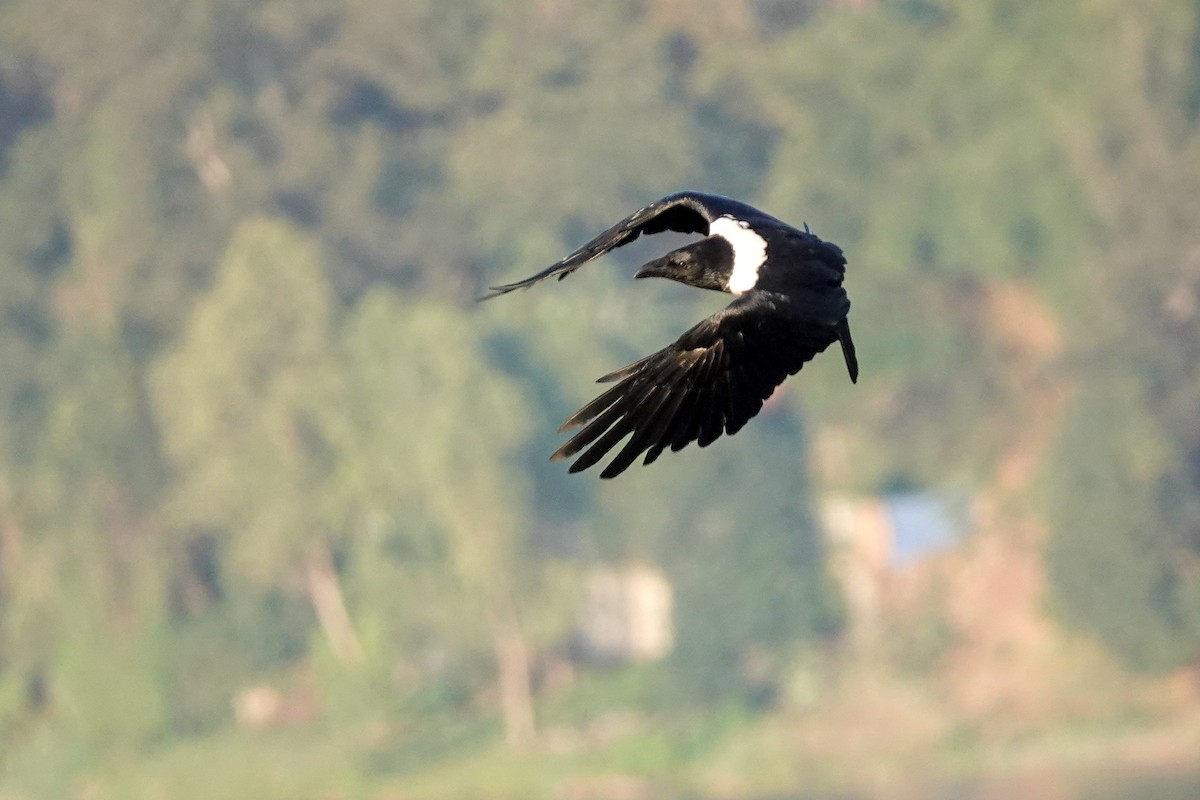 Pied Crow - ML346219341