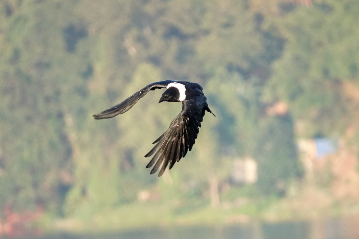 Pied Crow - Amanda Tichacek