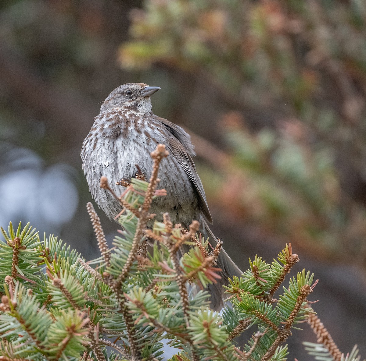 Song Sparrow - Lizabeth Southworth