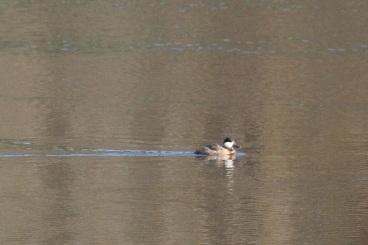 Ruddy Duck - ML346220441