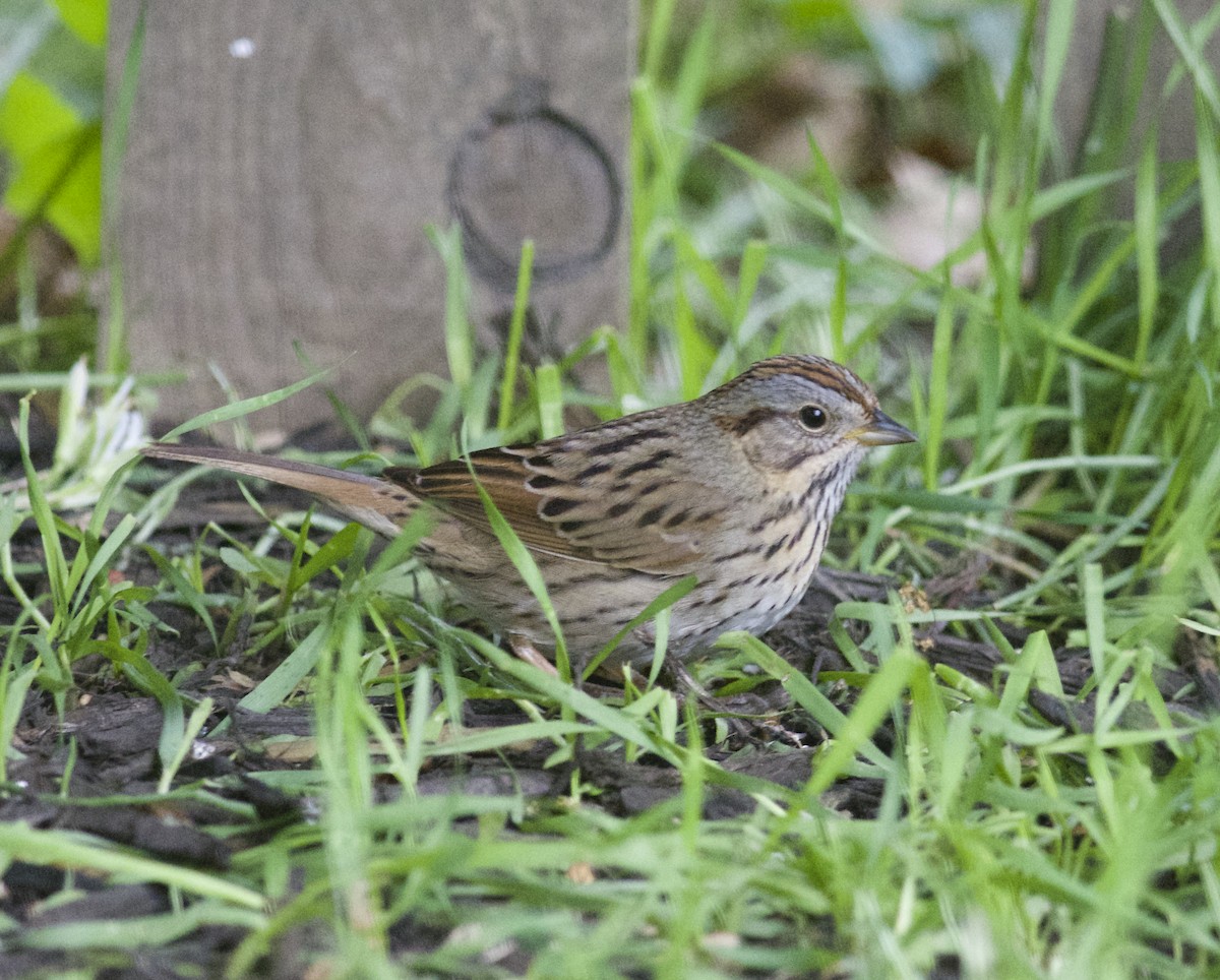 Lincoln's Sparrow - Joshua LaPergola