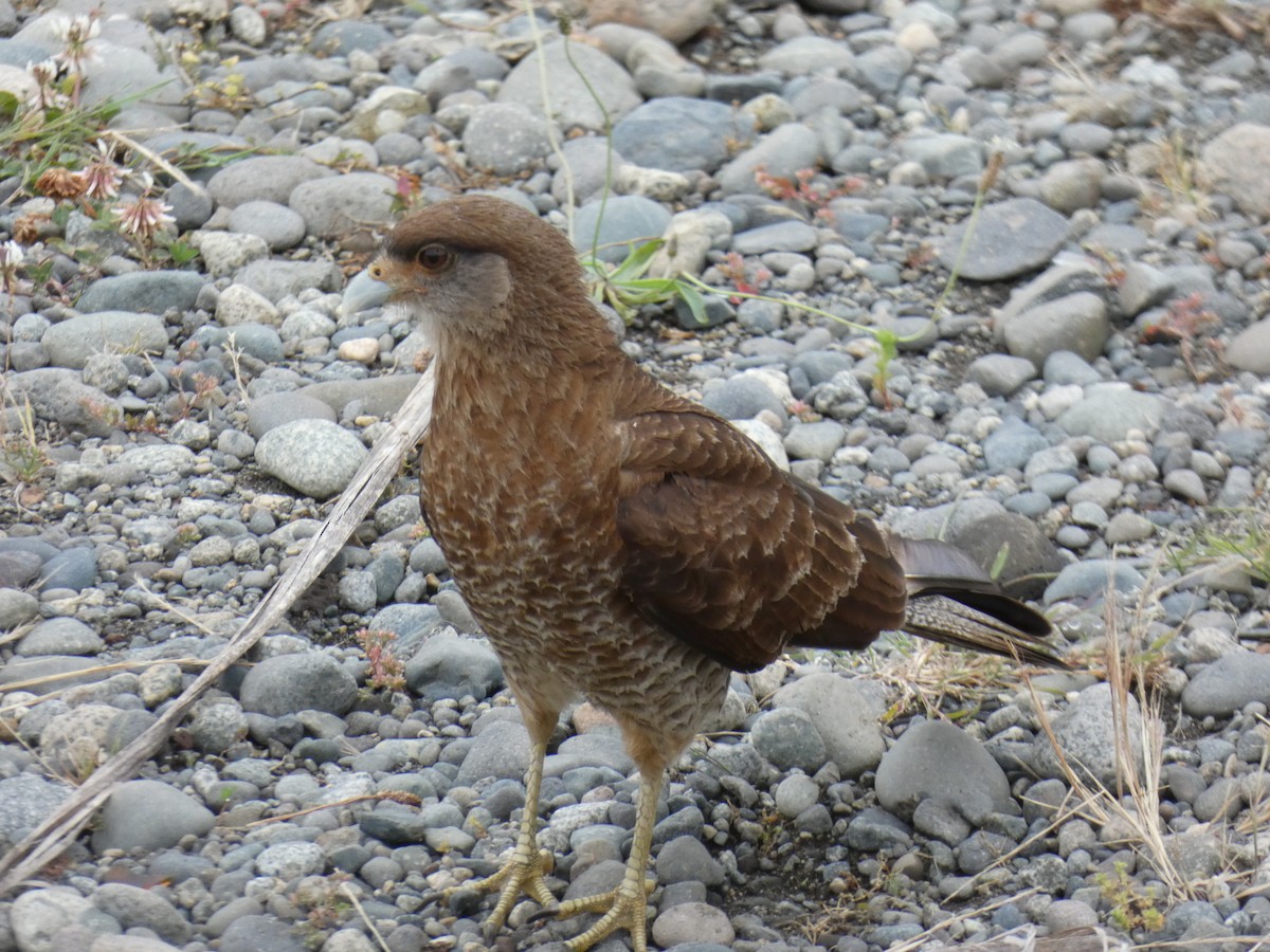 Chimango Caracara - ML346221311