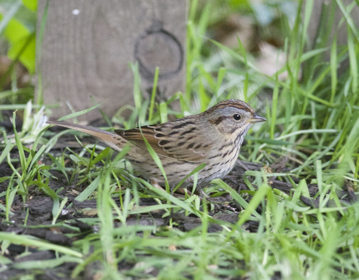 Lincoln's Sparrow - Joshua LaPergola