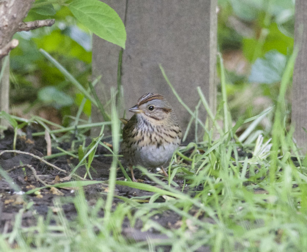 Lincoln's Sparrow - Joshua LaPergola