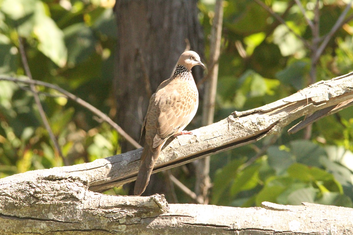 Spotted Dove - Mike Youdale