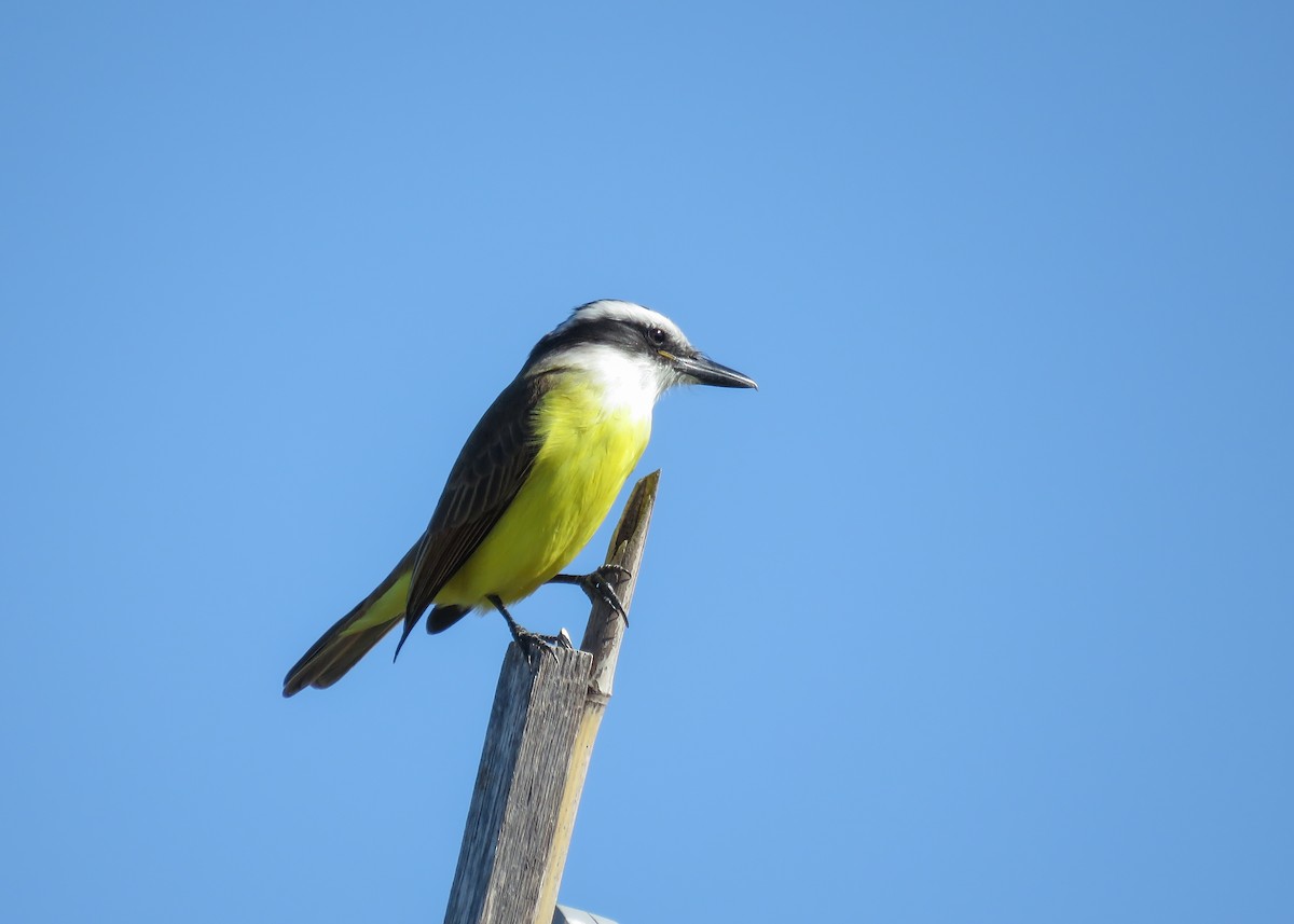 Great Kiskadee - ML346225781