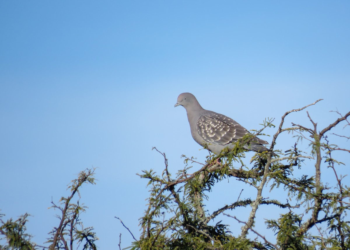 Spot-winged Pigeon (maculosa) - ML346226031