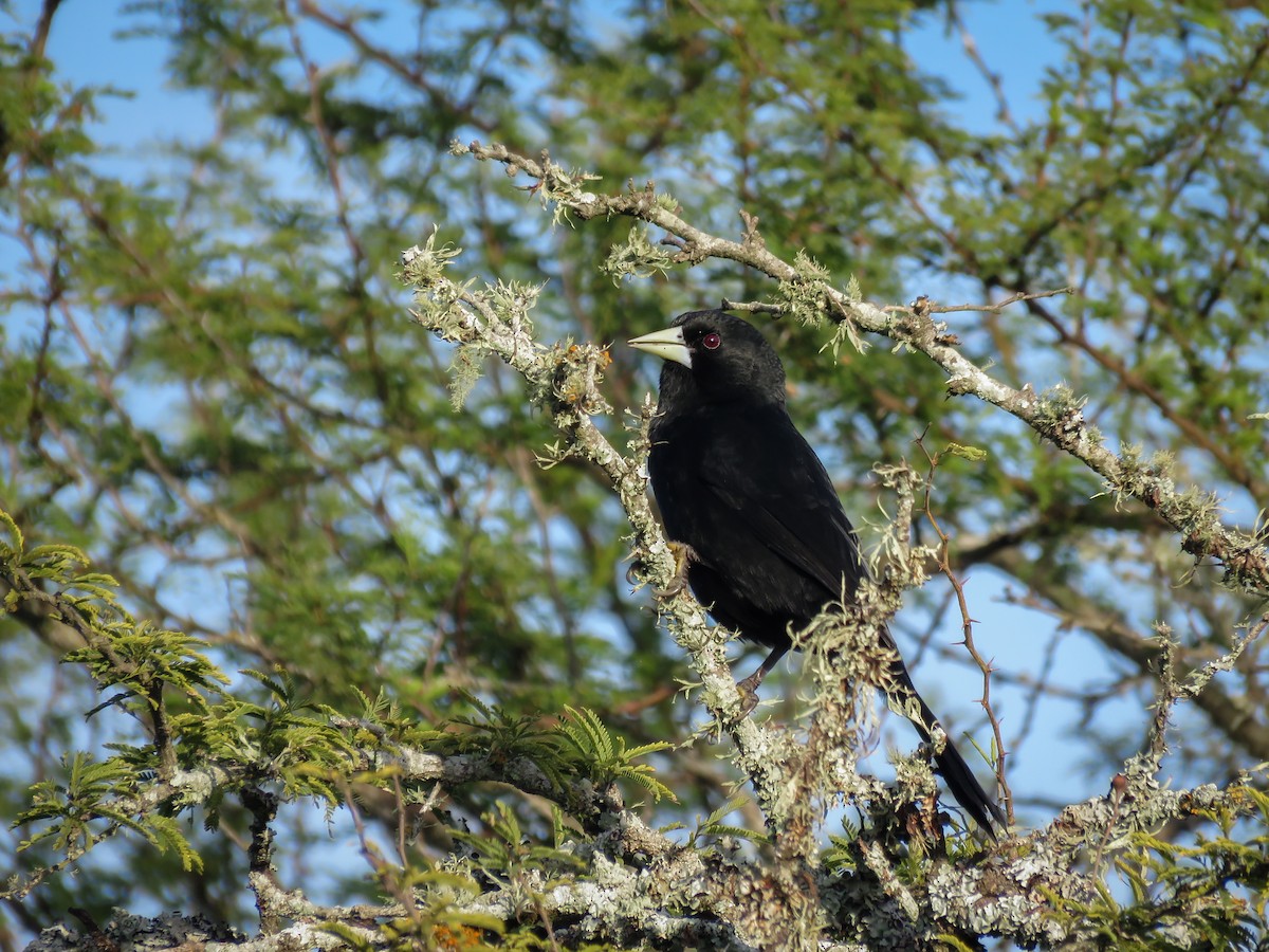 Solitary Black Cacique - Arthur Gomes