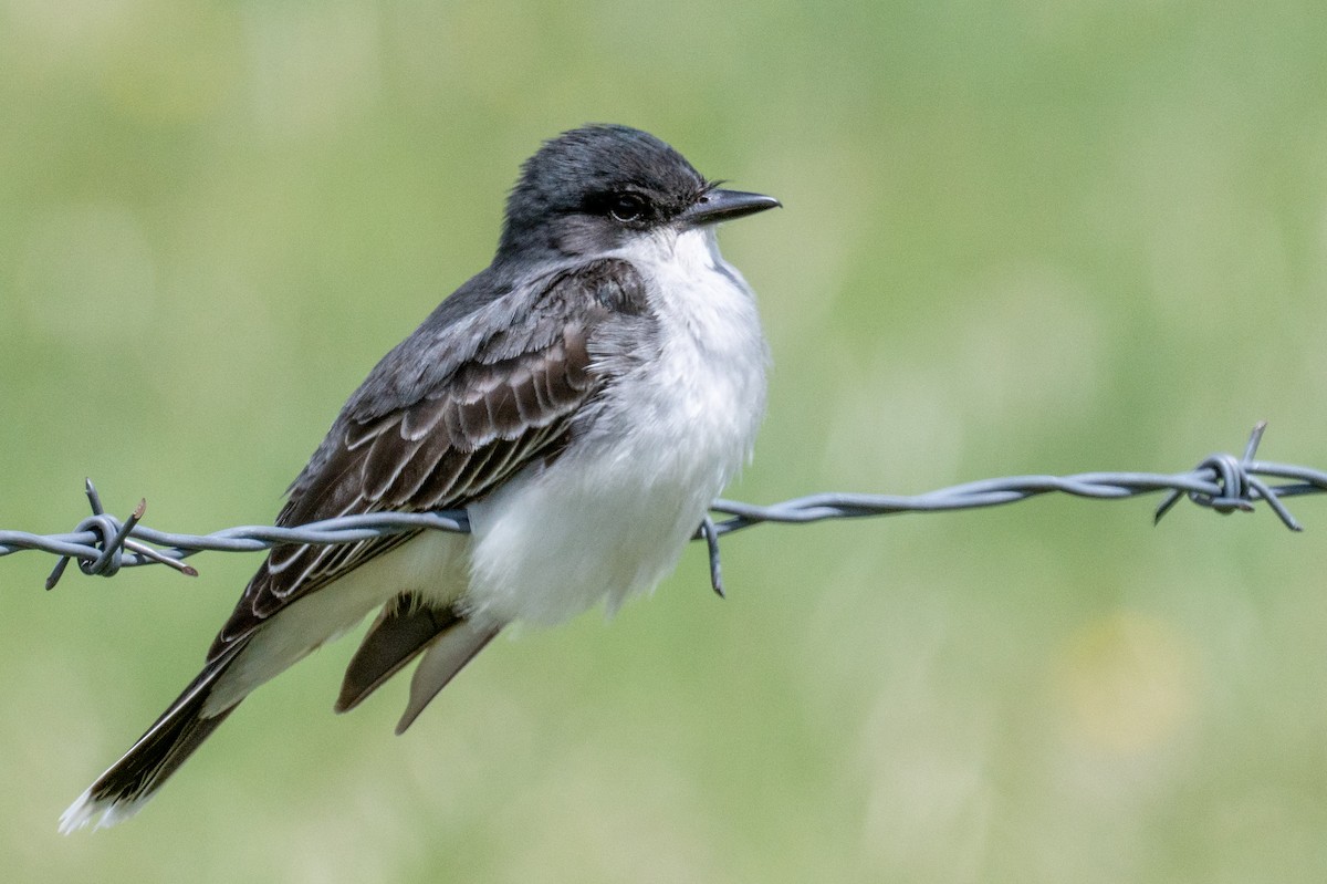 Eastern Kingbird - ML346226791