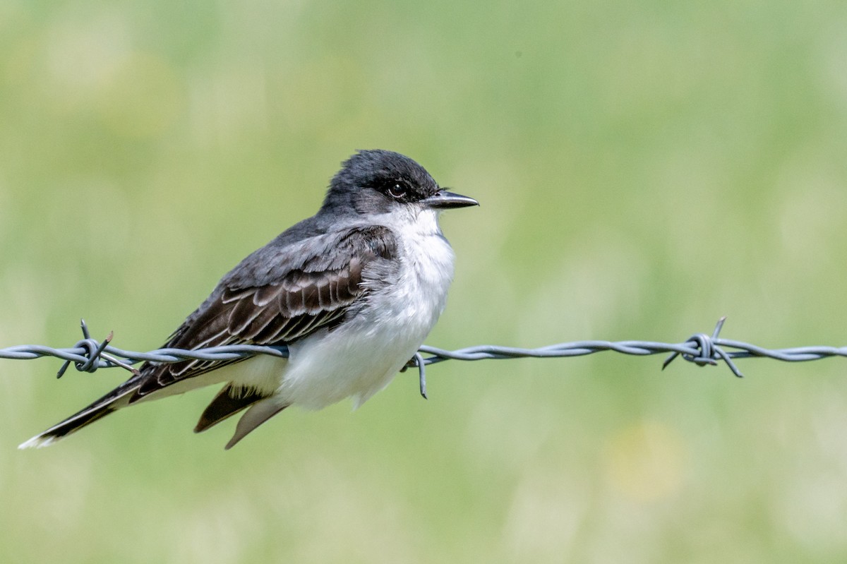Eastern Kingbird - ML346226801