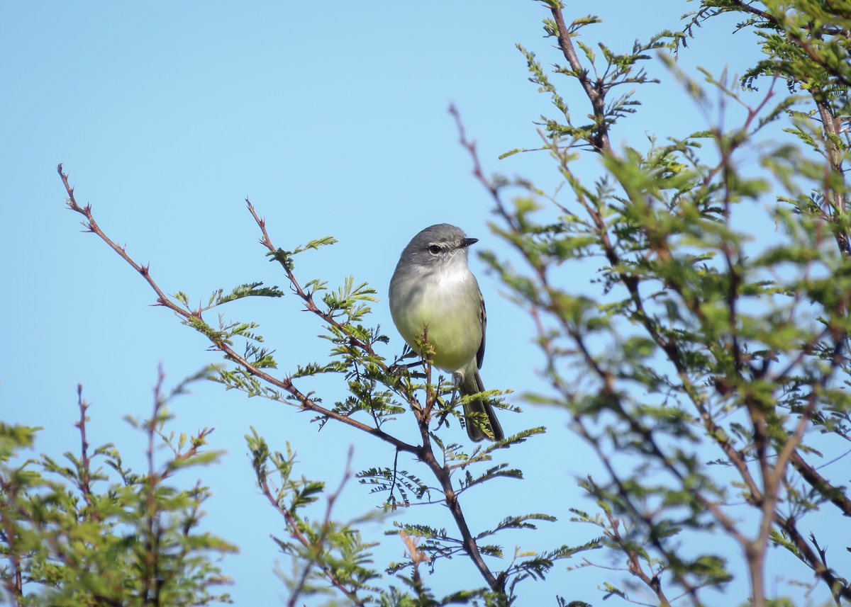 Straneck's Tyrannulet - ML346226811