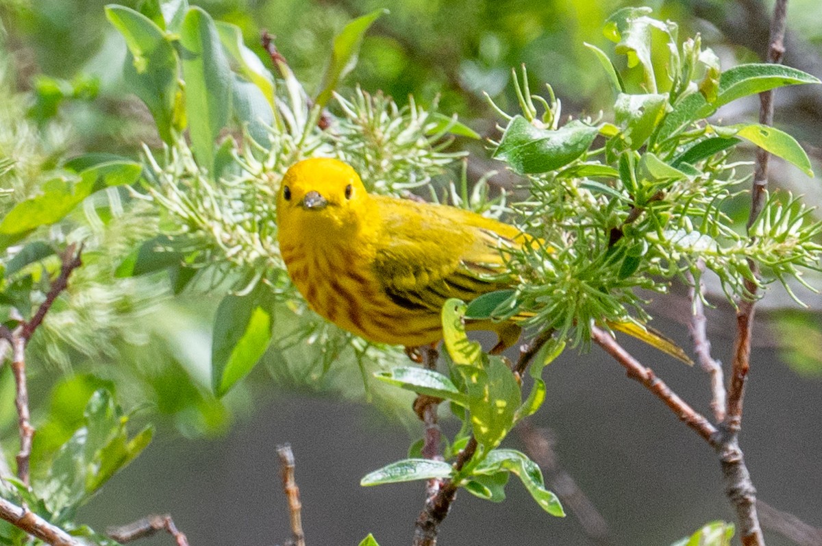 Northern Yellow Warbler - ML346226901