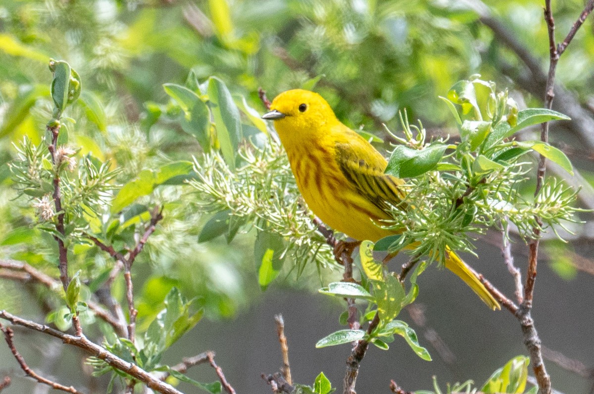 Northern Yellow Warbler - ML346226911