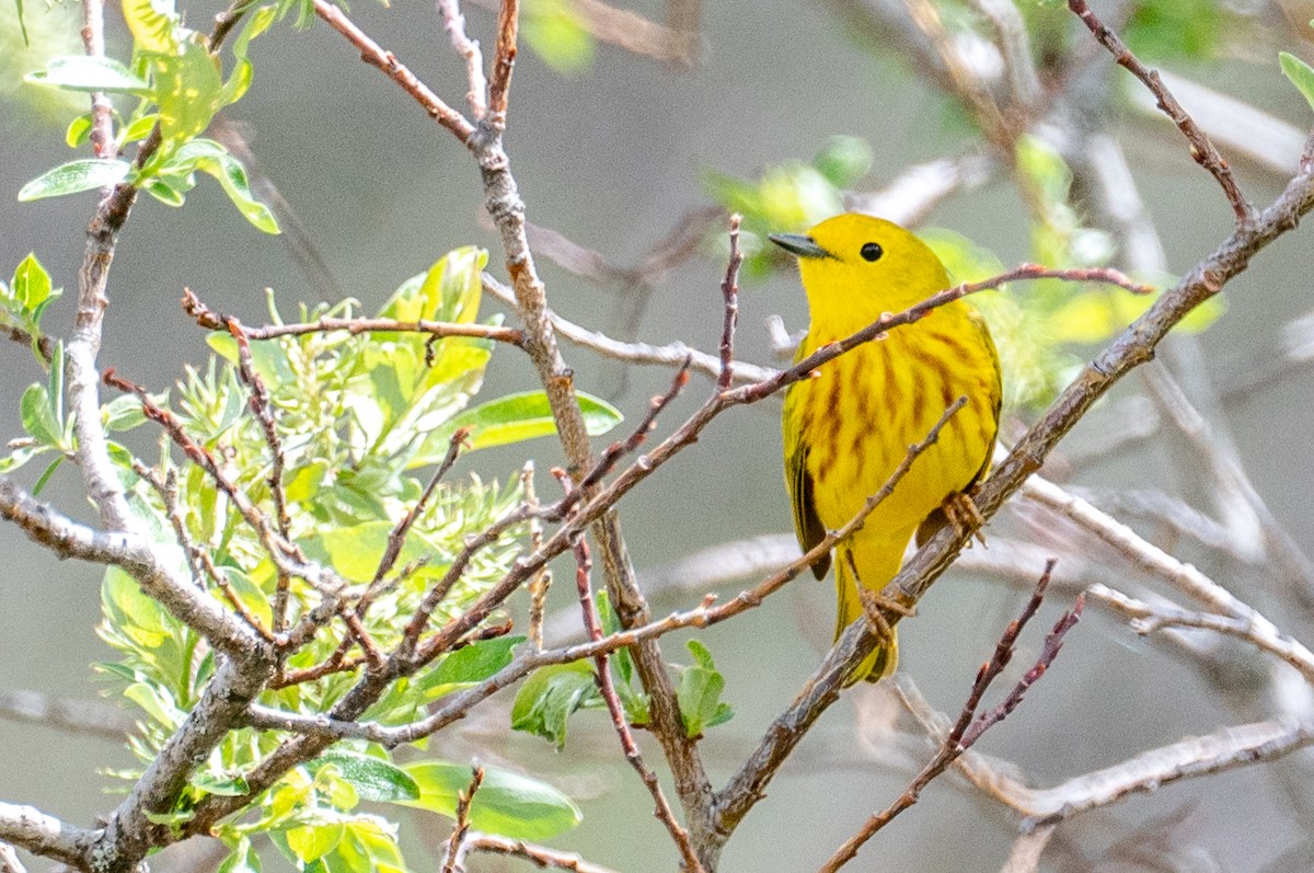 Northern Yellow Warbler - ML346226921