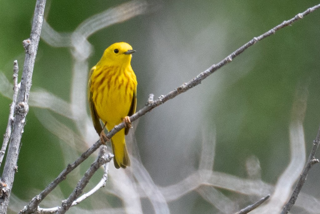 Northern Yellow Warbler - ML346227091