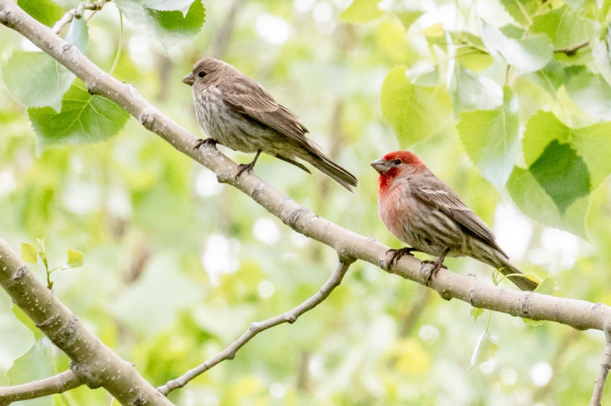 House Finch - ML346227211