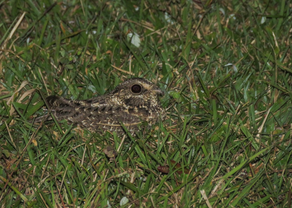 Sickle-winged Nightjar - ML346228081