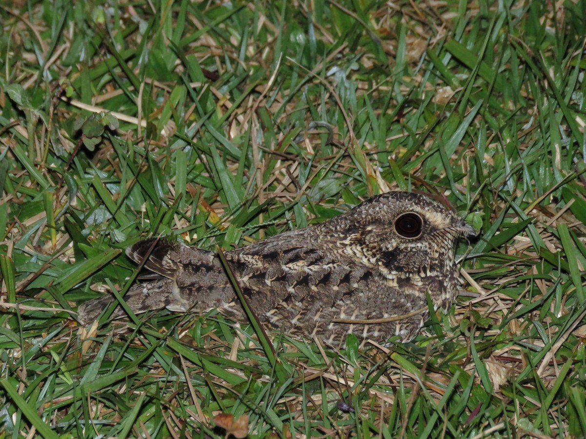 Sickle-winged Nightjar - ML346228141