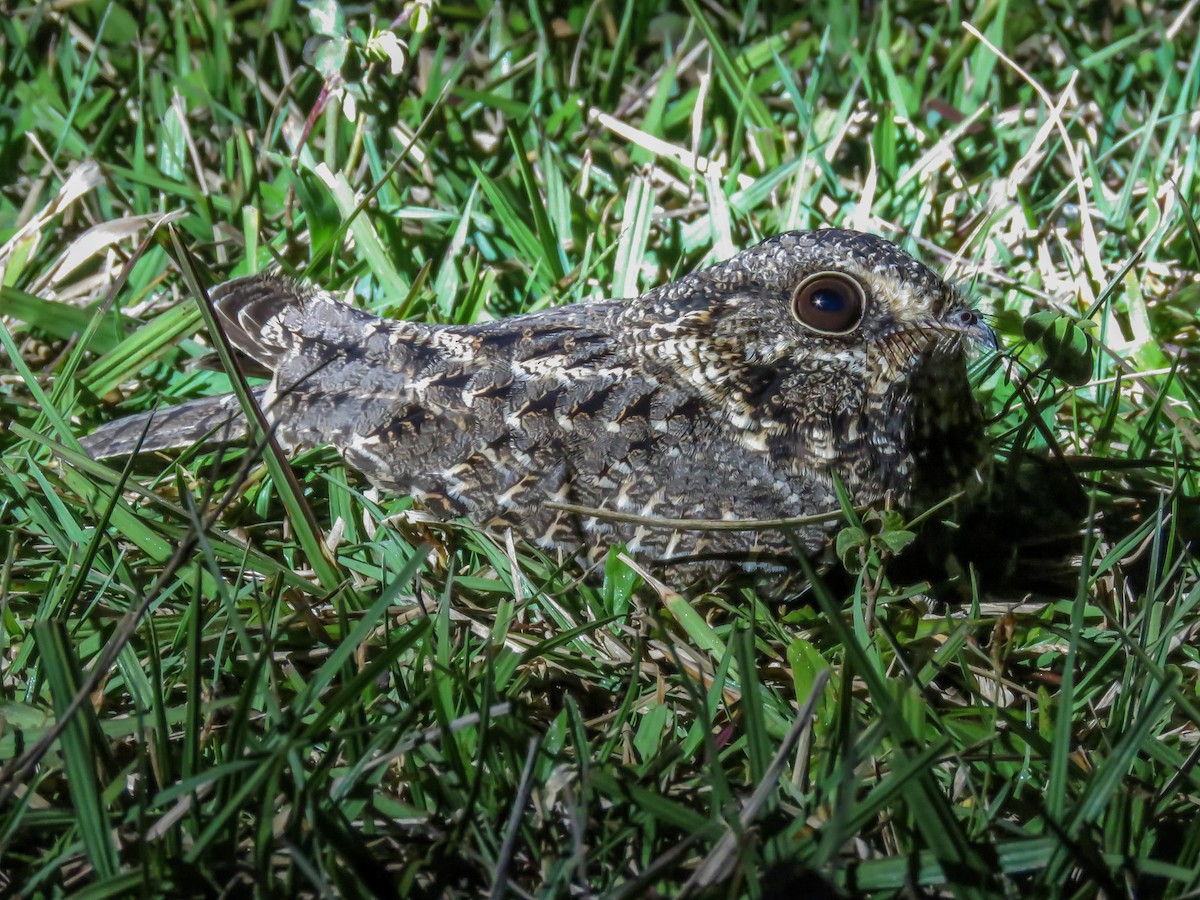 Sickle-winged Nightjar - ML346228151