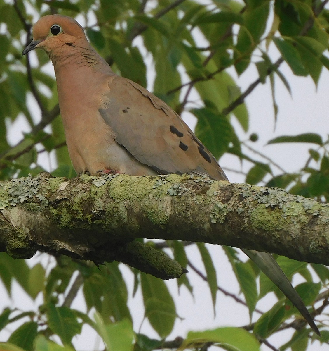 Mourning Dove - Lee Gray