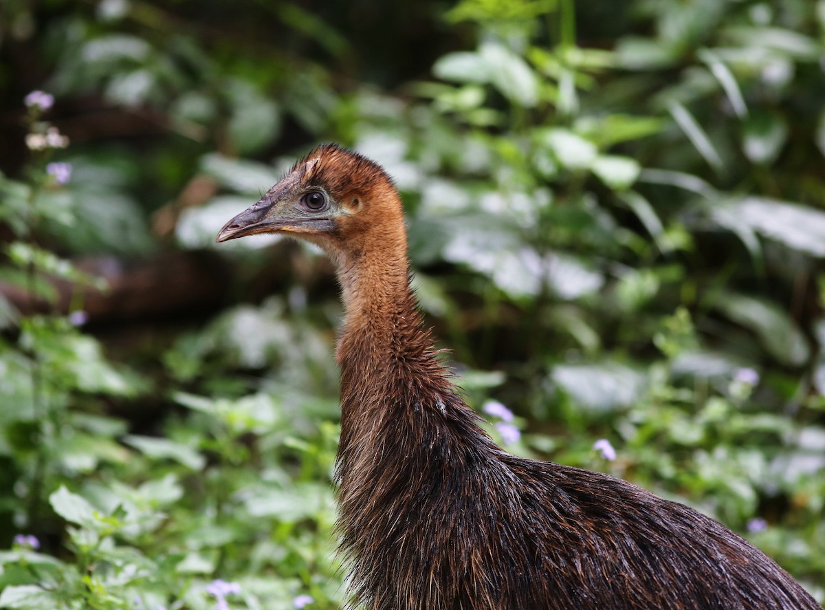 Southern Cassowary - ML34622941