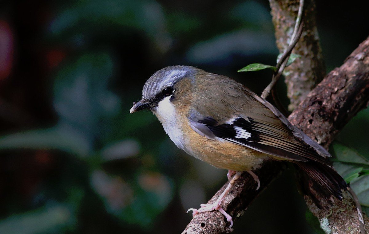 Gray-headed Robin - ML34623151