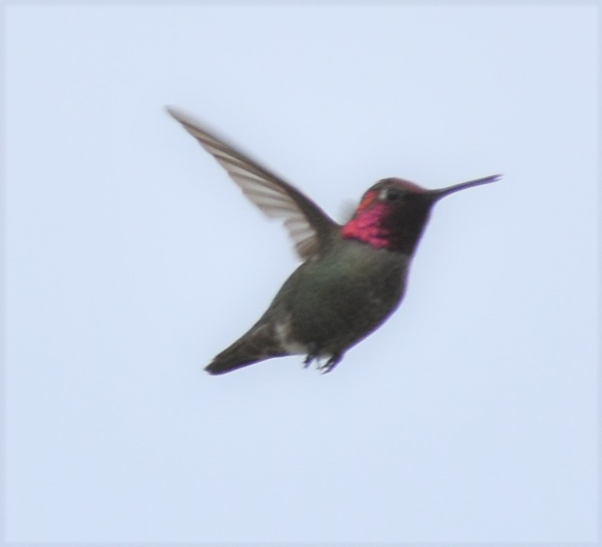 Anna's Hummingbird - ML346231861