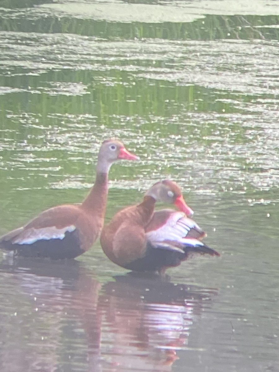 Black-bellied Whistling-Duck - ML346231991