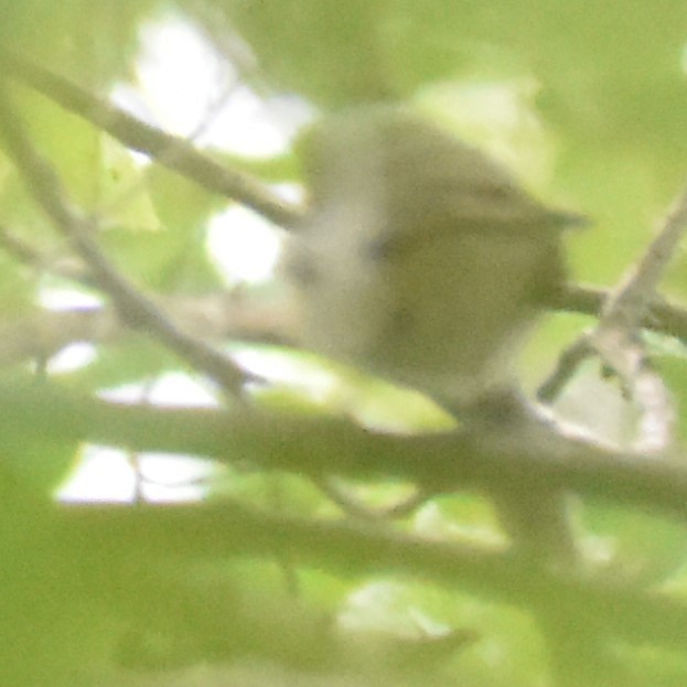 Warbling Vireo - ML346232541