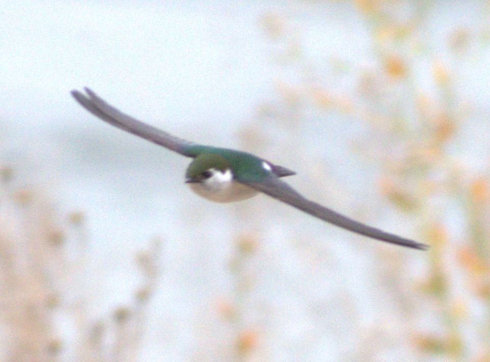 Violet-green Swallow - ML346232681