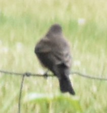 Say's Phoebe - ML346232751