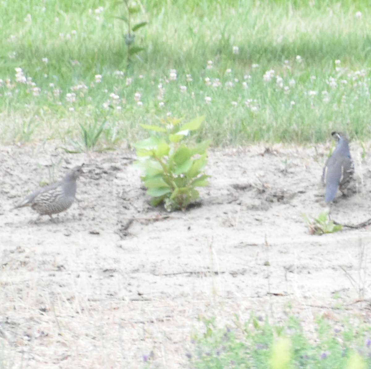 California Quail - ML346232861